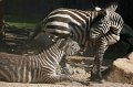 Zoo Straubing_023